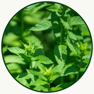 Mintéalogie et Agroécologie | Mentha M+X | Maison NANA1807 | La Maison du Thé à la Menthe BIO
