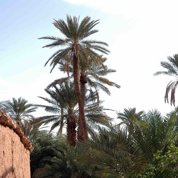 Mintéalogie pour Tous | Méditation | Maison NANA1807 | La Maison du Thé à la Menthe BIO