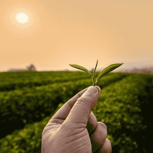 2025 - Feuilles de Thé vert | Le Maroc et le Thé à la Menthe | Maison NANA1807 | La Maison du Thé à la Menthe BIO