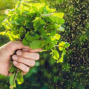 2024_-_Visite_Exclusive_des_Ateliers_de_la_Maison_du_The_a_la_Menthe_BIO