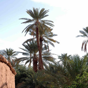 Mintéalogie pour Tous | Méditation | Maison NANA1807 | La Maison du Thé à la Menthe BIO 